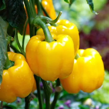 Semeno BIO Paprika California Wonder - Capsicum annuum - bio osivo papriky - 10 ks