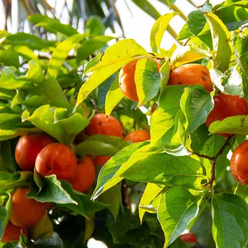 Semeno Tomel japonský 4 ks