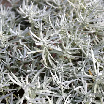 Semeno Smil italský - Helichrysum italicum - osivo smilu - 200 ks