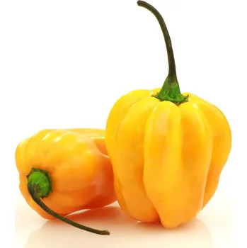 Semeno Chilli Big Sun Habanero - Capsicum Chinense - osivo chilli - 6 ks