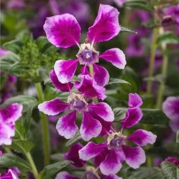 Semeno Hlazenec ohnivý Lavender Bicolor - japonská myrta - Cuphea Ilavea - osivo hlazence - 15&nbsp;ks