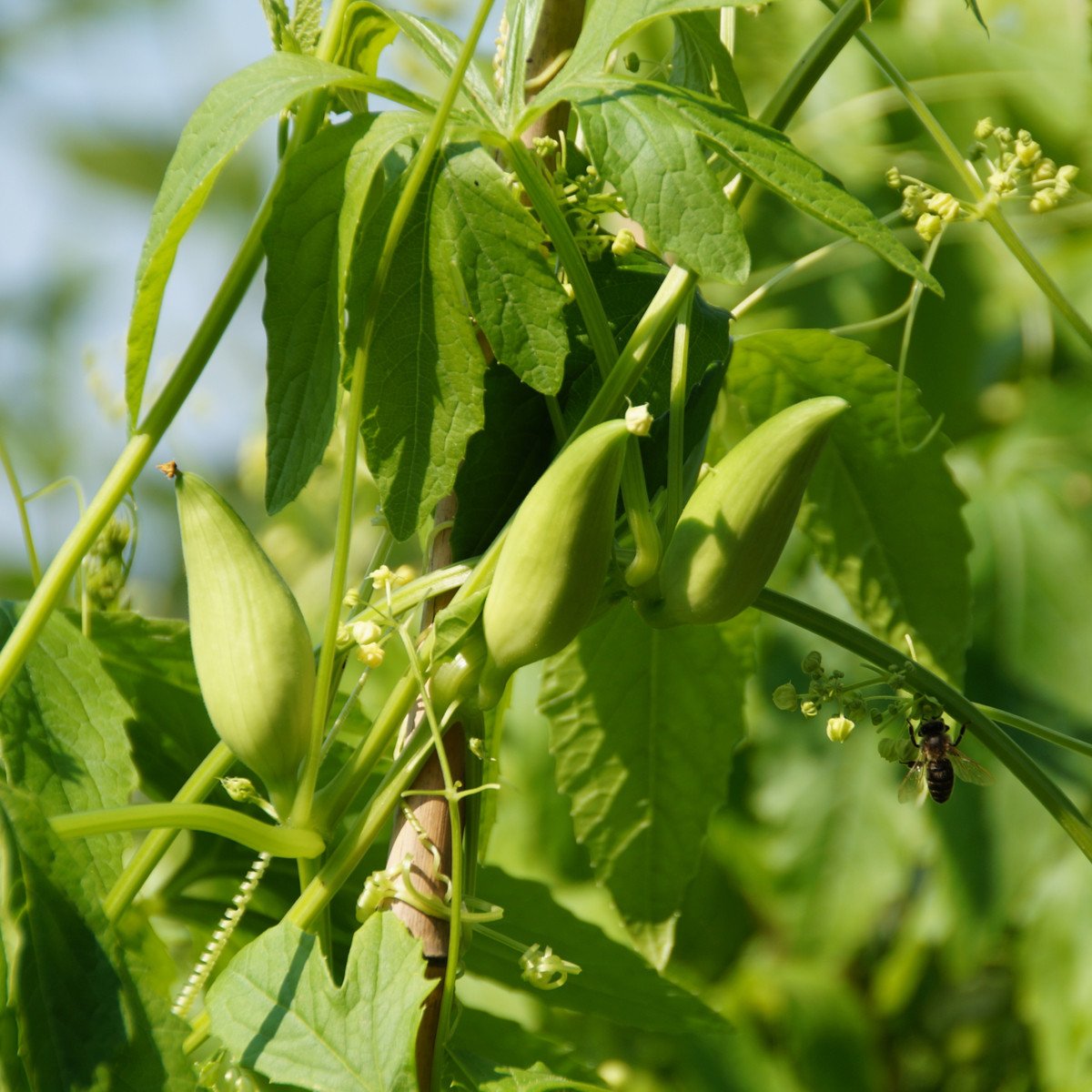 Gigantická ačokča - Cyclanthera pedata - osivo ačokči - 5 ks
