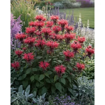 Semeno Zavinutka Cambridge Scarlet 1 ks