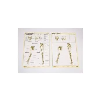 Tabulka Kostra člověka II. (7610-104)
