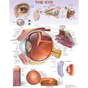 The Eye Anatomical Chart - Anatomical Chart Company