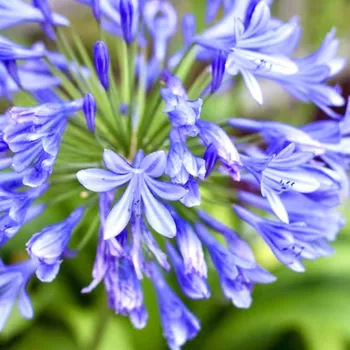 Cibulovina Kalokvět 1 ks