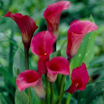 Cibulovina KALA (Kornoutice) ´CALLAFORNIA RED´ (1 cibule)