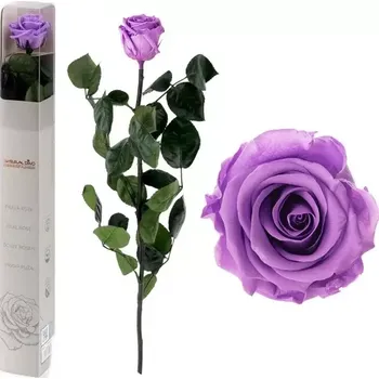 umělá květina Smeraldino Stabilizovaná Růže Délka 55 Cm Lila