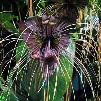 Semeno TACCA chantrieri "Devil flower" 5 semen