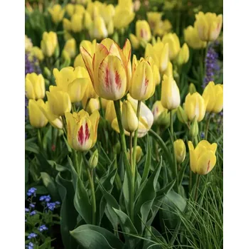 Semeno Tulipán 'Sunshine club' 5 ks
