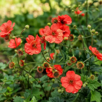 Semeno Kuklík čínský 'Mrs.Bradshaw' 1 ks