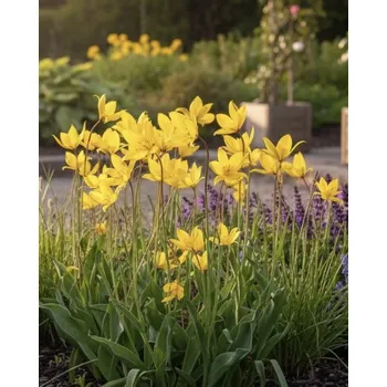 Semeno Tulipán 'Sylvestris' 5 ks