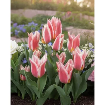 Semeno Tulipán 'Quebec' 5 ks Velikost hlíz: 12+