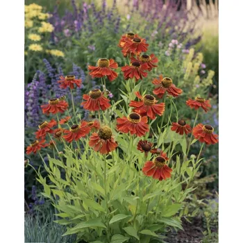 Semeno Záplevák 'Moerheim Beauty' 1 ks