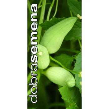 Semeno Dobrá semena Ačokča Cyclanthera pedata 10 ks