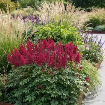 Semeno Čechrava 'Astilbe Fanal' 1 ks