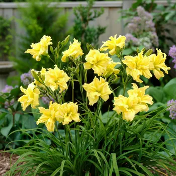 Cibulovina Denivka 'Double River Wye' 1 ks