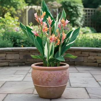 Semeno Dosna 'Stuttgart' 1 ks