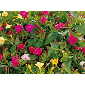 Semeno Nocenka zahradní 10ks