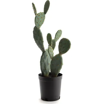 umělá květina Umělá rostlina v květináči home & lifestyle 62 cm 155908 zelená 77X