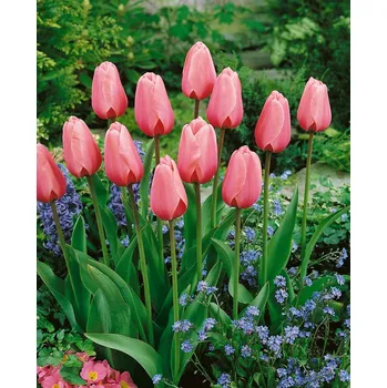 Sazenice Tulipán Pink Impression