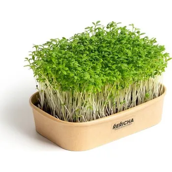 Semeno Pěstebna Farma Sada pro domácí pěstování microgreens Řeřicha