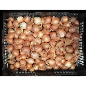 Semeno Moravoseed Mikulov Cibule sazečka ŠALOTKA Golden Gourmet - žlutá cca 250g