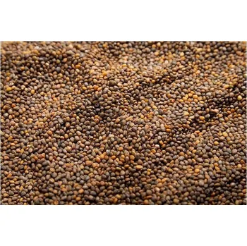 Semeno Microgreens Rukola na microgreens, 500 g