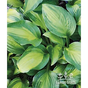 Sazenice Lukon Glads Hosta ADORABLE - bohyška, funkie