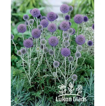 Semeno Lukon Glads Echinops bannaticus BLUE GLOBE - bělotrn banátský
