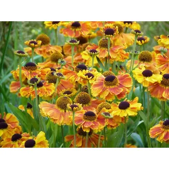 Sazenice Lukon Glads Helenium SAHIN'S EARLY FLOWERER - záplevák