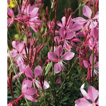 Semeno Lukon Glads Gaura lindheimeri SISKIYOU - svíčkovec