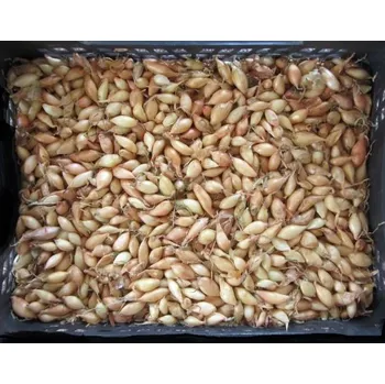 Semeno Moravoseed Mikulov Cibule sazečka STURON 8-16 mm cca 250g