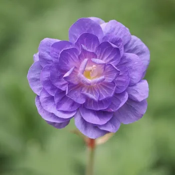 Semeno Lukon Glads Geranium pratense plenum VIOLACEUM - kakost luční