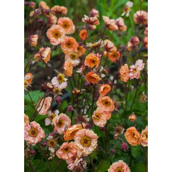 Semeno Lukon Glads Geum boliviense MAI TAI - kuklík