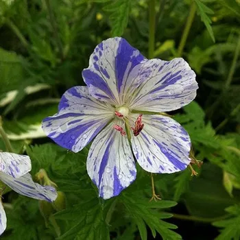 Semeno Lukon Glads Geranium pratense SPLISH SLASH - kakost luční
