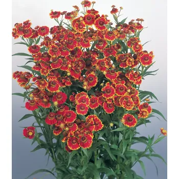 Sazenice Lukon Glads Helenium autumnale HELENA RED SHADES - záplevák