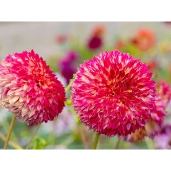 Semeno Jiřina 'Aiyana II' Balení: hlíza normal - 1 ks Dahlia 'Aiyana II'