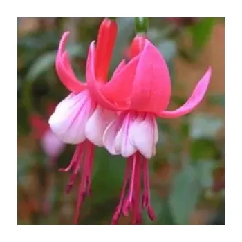 Flocon de neige Fuchsie-mrazuvzdorná 995