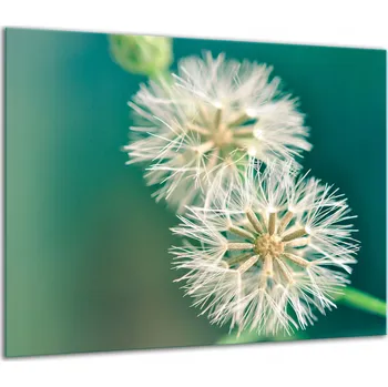 Obraz SKLENĚNÁ OCHRANNÁ DESKA NA SPORÁK 60x52 PAMPELIŠKA