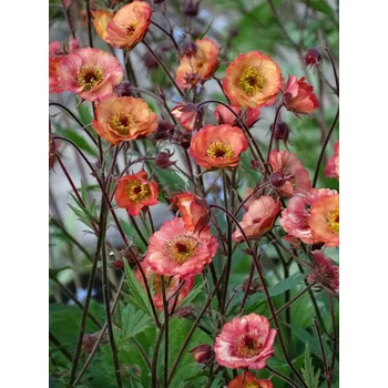 Semeno Lukon Glads Geum hybridum NONNA - kuklík