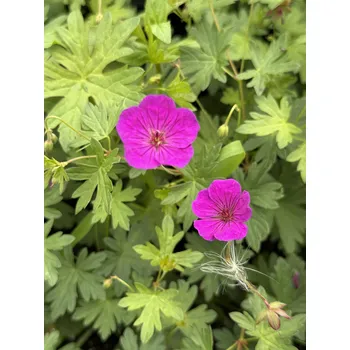 Sazenice Lukon Glads Geranium psilostemon LITTLE DAVID - kakost arménský