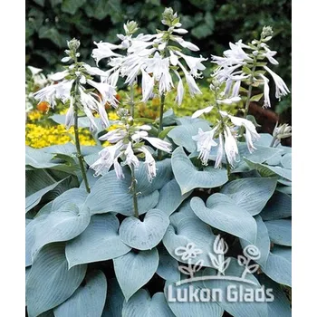 Sazenice Lukon Glads Hosta BULLET PROOF - bohyška, funkie