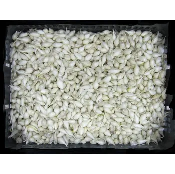 Semeno Moravoseed Mikulov Sazečka SNOWBALL bílá 8-16 mm cca 250g