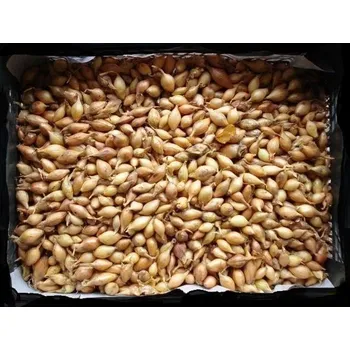 Semeno Moravoseed Mikulov Sazečka VŠETANA 8-16 mm