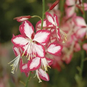 Sazenice Lukon Glads Gaura lindheimeri ROSY JANE - svíčkovec