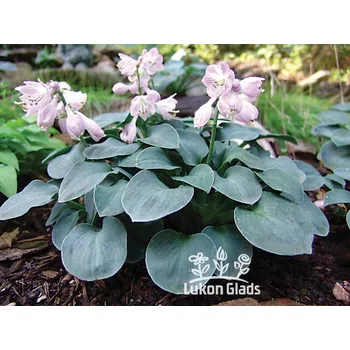 Sazenice Lukon Glads Hosta BLUE MOUSE EARS - bohyška, funkie