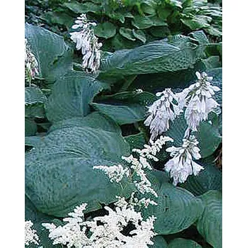 Sazenice Lukon Glads Hosta BRESSINGHAM BLUE - bohyška, funkie