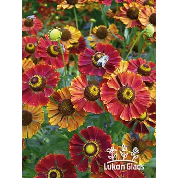 Semeno Lukon Glads Helenium POTTER‘S WHEEL - záplevák