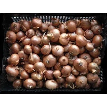 Semeno Moravoseed Mikulov Cibule sazečka ŠALOTKA Red Sun - červená cca 500g